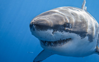 Great white shark camera ocean - sharp high detail free wallpaper