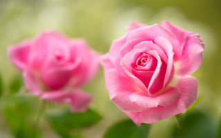 Pink rose garden bokeh macro 5 - a pink rose free wallpaper
