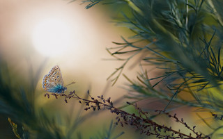 Blue butterfly branch leaves sunbeam - a sunbeam in the foreground free wallpaper