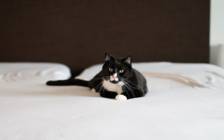 Black cat laying bed regal - white sheet and pillows free wallpaper