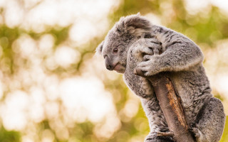 Koala bear tree branch closed - a koala bear free wallpaper