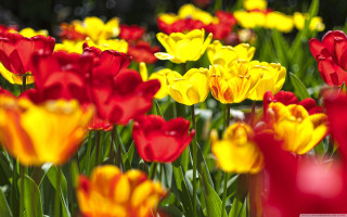 Red yellow flowers green stems - rich vivid color free wallpaper