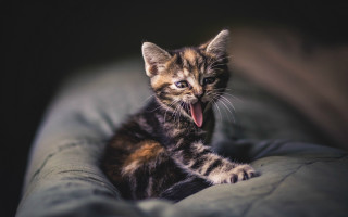 Kitten yawning couch blue eyes - tongue free wallpaper for desktop