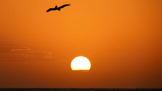 Bird sunset sky mountain ocean - free bird wallpaper