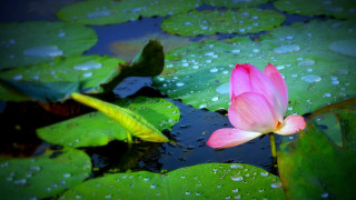 Pink flower floating lily pond - the surface free wallpaper