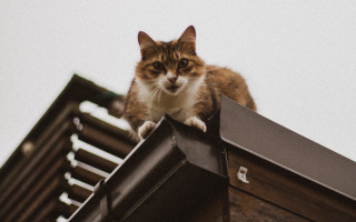 Cat roof sky window shiba - neoism free wallpaper for desktop