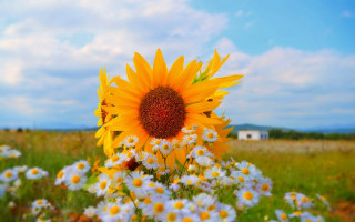 Sunflower daisies blue sky summer - summer vibrancy free wallpaper