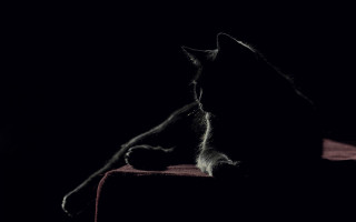 Cat chair dark paw tail - chiaroscuro free wallpaper