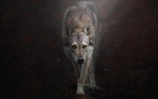 Wolf dark woods light portrait - a wolf free wallpaper