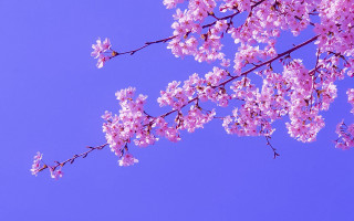 Pink flower branch blue sky 4 - erin hanson free wallpaper