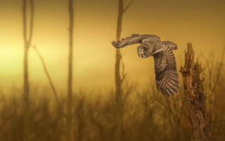 Bird flying over branch field 2 - a yellow sky free wallpaper for desktop