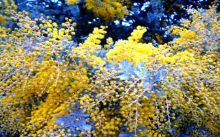 Bush yellow flowers green leaves - pastell free wallpaper for desktop