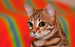 Green eyed brown cat striped - a white nose free wallpaper