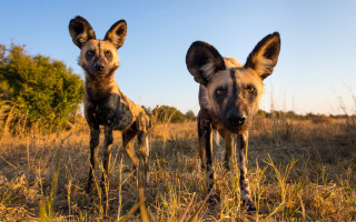 Wild dogs autumn field nature - wild free wallpaper