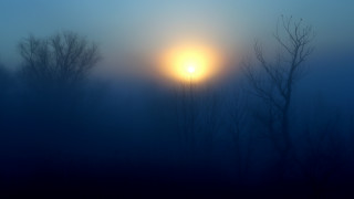 Foggy forest moonlight bare trees - volumetric fog free wallpaper