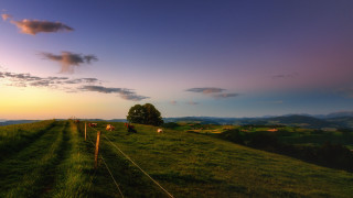 Cows field sunset tree fence - cow free wallpaper