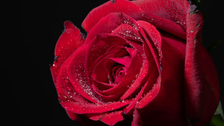 Red rose water droplets macro 69 - petal free wallpaper