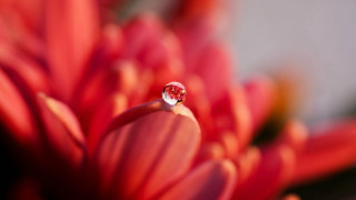 Water drop red flower macro - a drop of water free wallpaper