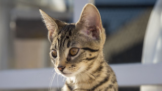Small cat white chair window - a small cat free wallpaper