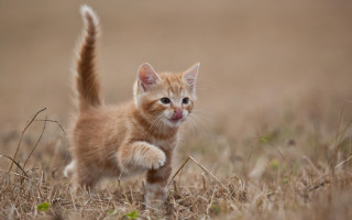 Small kitten tall grass white - dry free wallpaper
