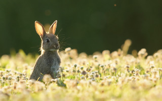 Rabbit dandelions bokeh outdoors flower - a rabbit free wallpaper