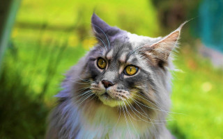 Regal renaissance cat yellow eyes - a blurry background of grass free wallpaper