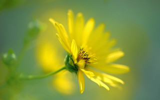 Yellow flower green stem blurry 2 - a yellow flower free wallpaper