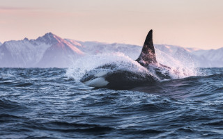 Whale mountains ocean splash wildlife - donald roller wilson free wallpaper for desktop