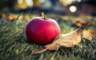 Red apple green field leaf - a lush green field next free wallpaper for desktop