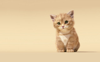 Sad kitten green eyes beige - a beige background free wallpaper