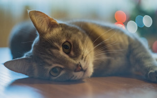 Cat on table blurry lights - f 1. free wallpaper