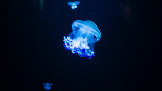 Blue jellyfish bioluminescent hologram butterfly - bioluminescence free wallpaper
