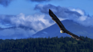 Large bird over forest mountain - a large bird free wallpaper for desktop