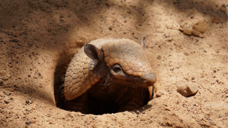 Small animal poking hole sand - dirt free wallpaper