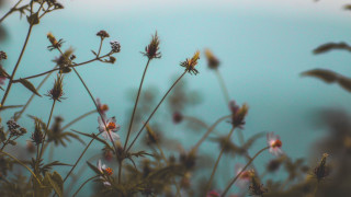 Plant water blurry depth leaf - a close up of a plant free wallpaper