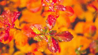 Flower water droplets yellow background - petal free wallpaper