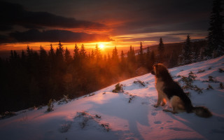 Dog snow sunset forest orange - orange sky free wallpaper