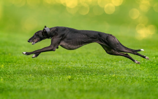 Black dog jumping field bokeh - a black dog free wallpaper