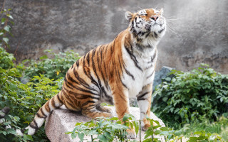 Tiger rock forest nature majesty - a tiger free wallpaper for desktop