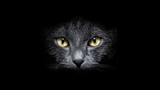 Black cat yellow eyes dark 2 - the dark background free wallpaper