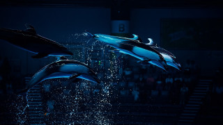 Dolphins jumping crowd stage night - the air in front free wallpaper
