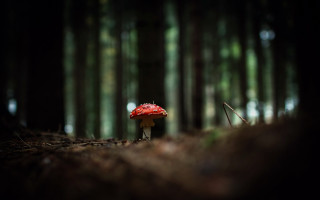 Red mushroom forest macro bokeh - a red mushroom free wallpaper