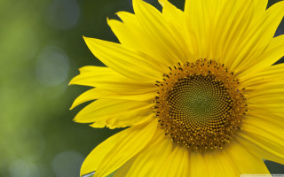 Large yellow flower green center - petal and a blurry background free wallpaper for desktop