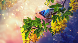 Bird branch yellowflowers digitalpainting naturereflection - branch and a blurry background free wallpaper