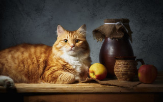 Cat vase apples burlap stilllife - bourgeoi free wallpaper for desktop