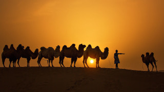 Desert camels sunset silhouette people - egyptian art free wallpaper