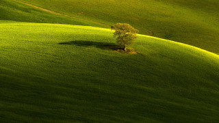Lone tree green field path - a green field of grass free wallpaper for desktop