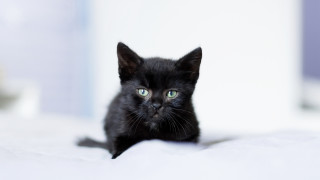 Black kitten green eyes bed - white sheet and pillows free wallpaper for desktop