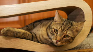 Cat wooden chair paws armrest - a wooden chair free wallpaper
