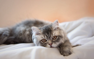Cat laying bed white sheet - colored free wallpaper